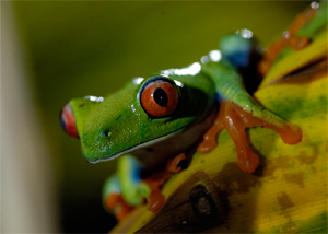 Невероятно «хладнокровные», но сказочно красивые…  рептилии на Viasat Nature